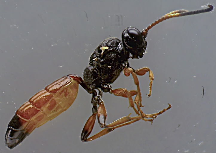 Rhembobius bifrons.jpg